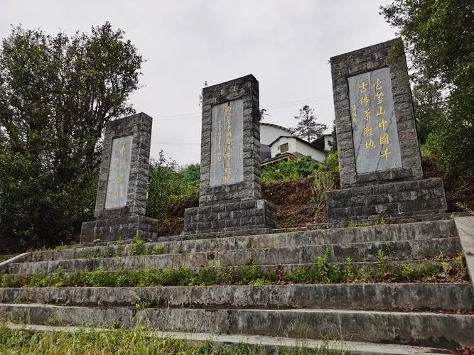 2023年白鶯山古樹春茶品質(zhì)如何？