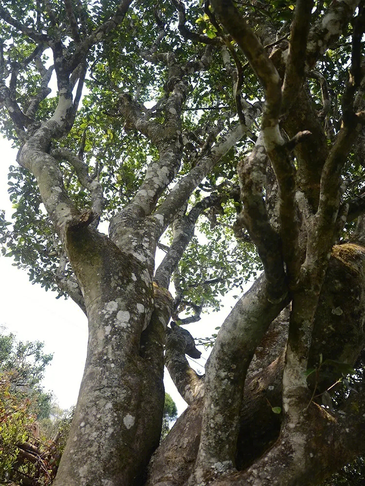 2023年白鶯山古樹春茶多少錢一公斤？