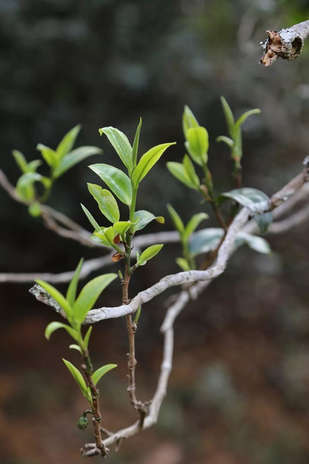 2023年昔歸古樹春茶特點(diǎn)是什么？