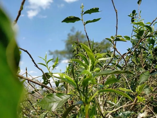 2023年昔歸古樹春茶價(jià)格是多少？