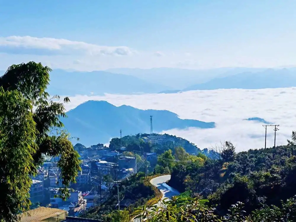 2023年邦東古樹春茶品質(zhì)如何？