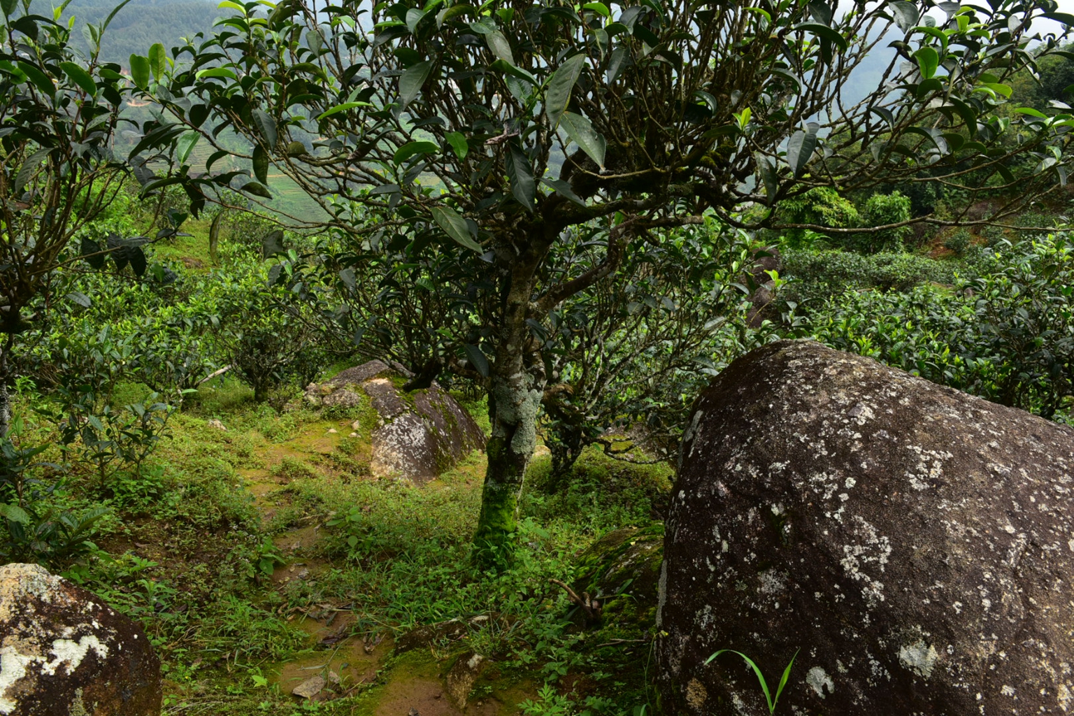 2023年邦東古樹春茶特點是什么？