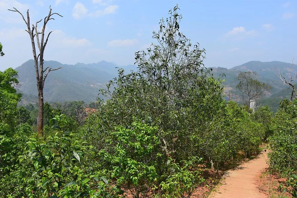 2023年邦東古樹春茶價格是多少？