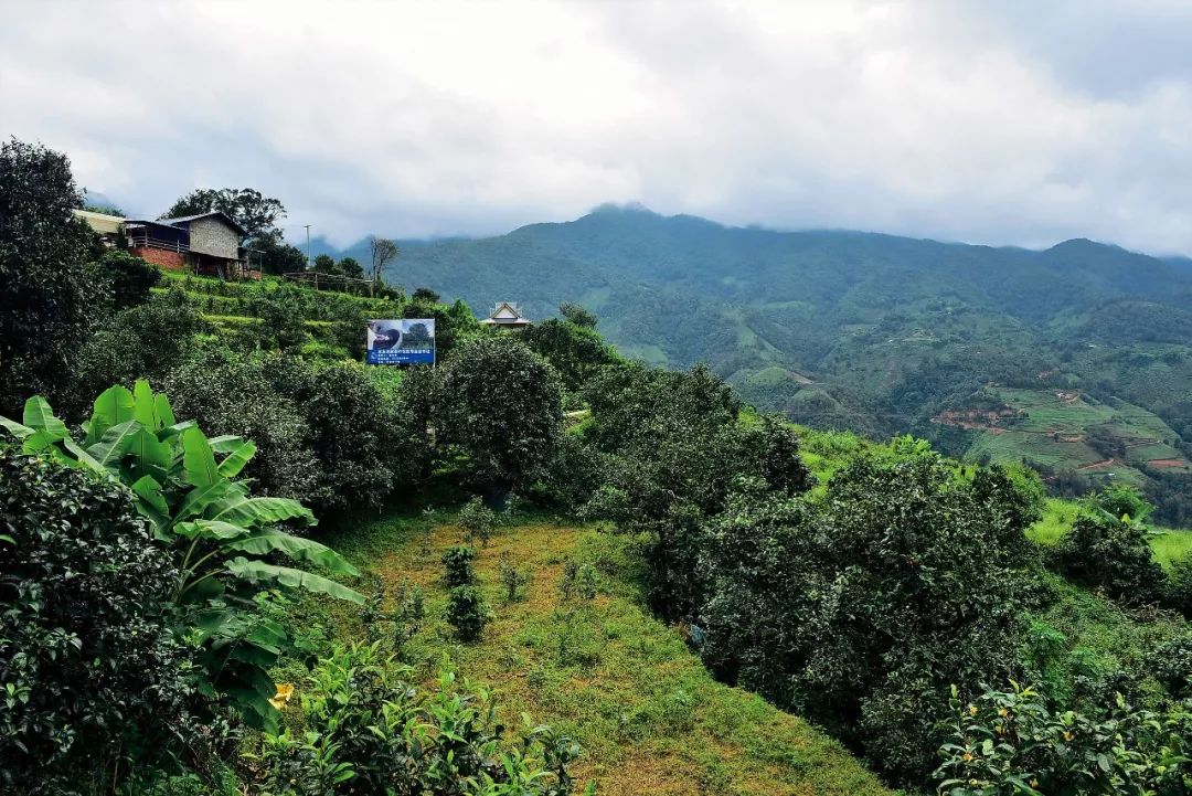 2023年邦東古樹春茶多少一公斤？