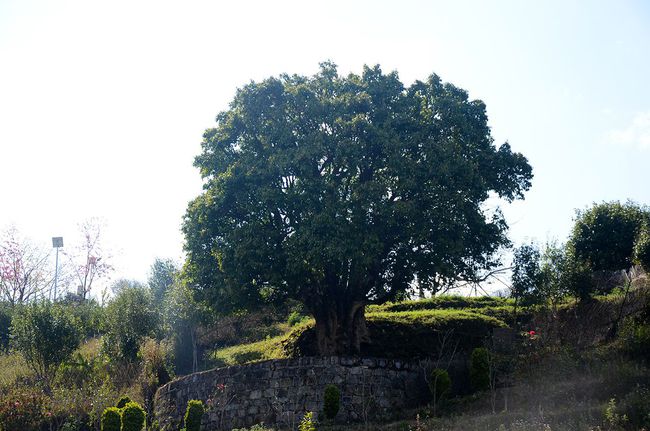 2023年香竹箐古樹春茶特點是什么？