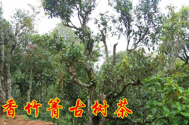 2023年香竹箐古樹春茶價格是多少？