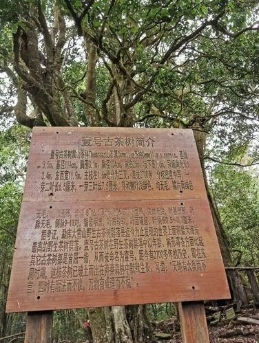 2023年大雪山古樹春茶特點是什么？