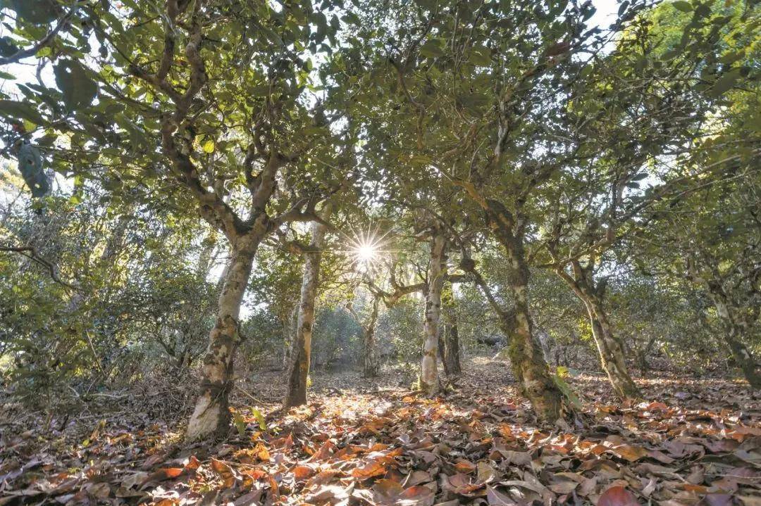 2023年忙肺古樹春茶特點是什么？