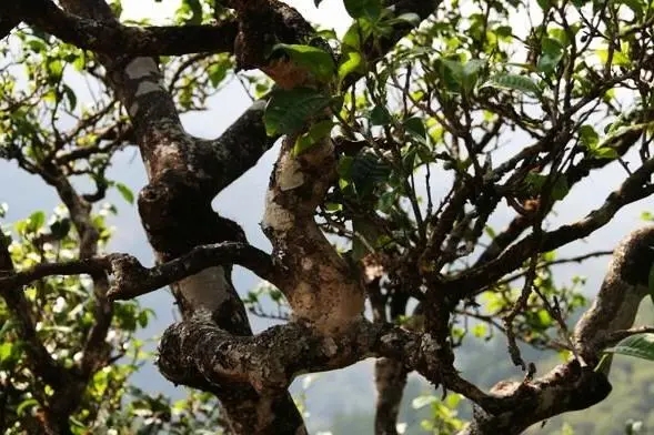 2023年忙肺古樹春茶價格是多少？