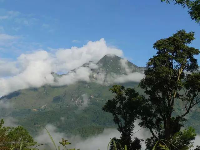 2023年忙肺古樹春茶多少一公斤？