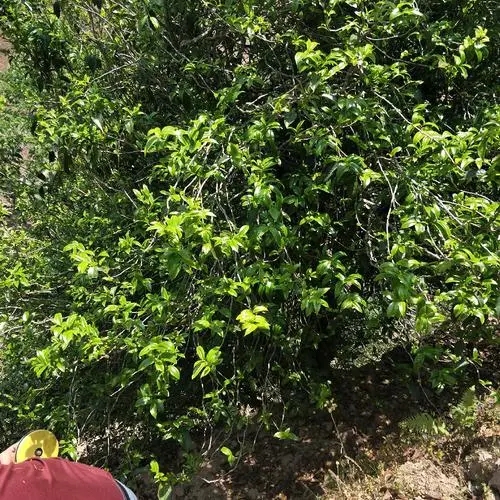 2023年那罕古樹春茶品質(zhì)如何？