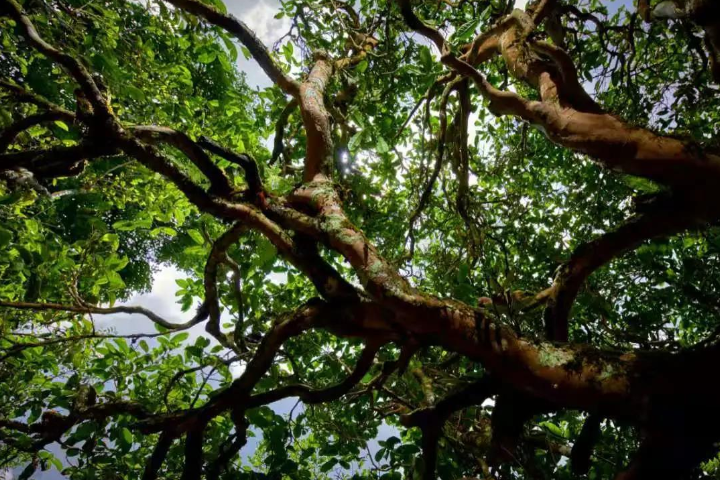 2023年那罕古樹春茶價格是多少？