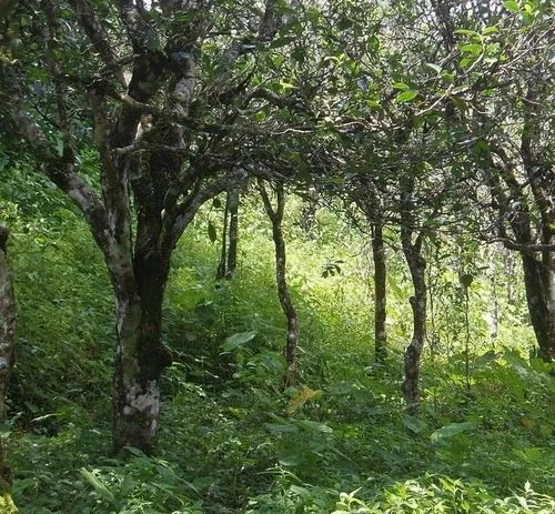 2023年小戶賽古樹春茶價(jià)格多少？