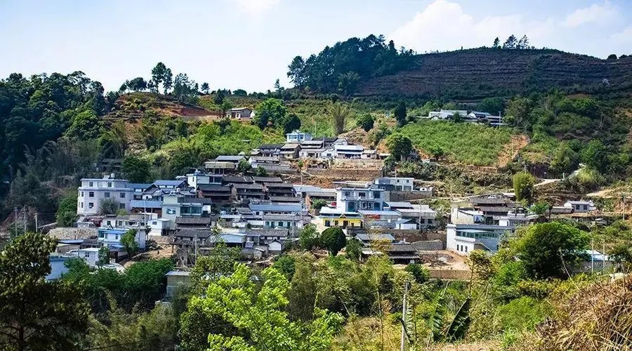 2023年正氣塘古樹春茶口感如何？