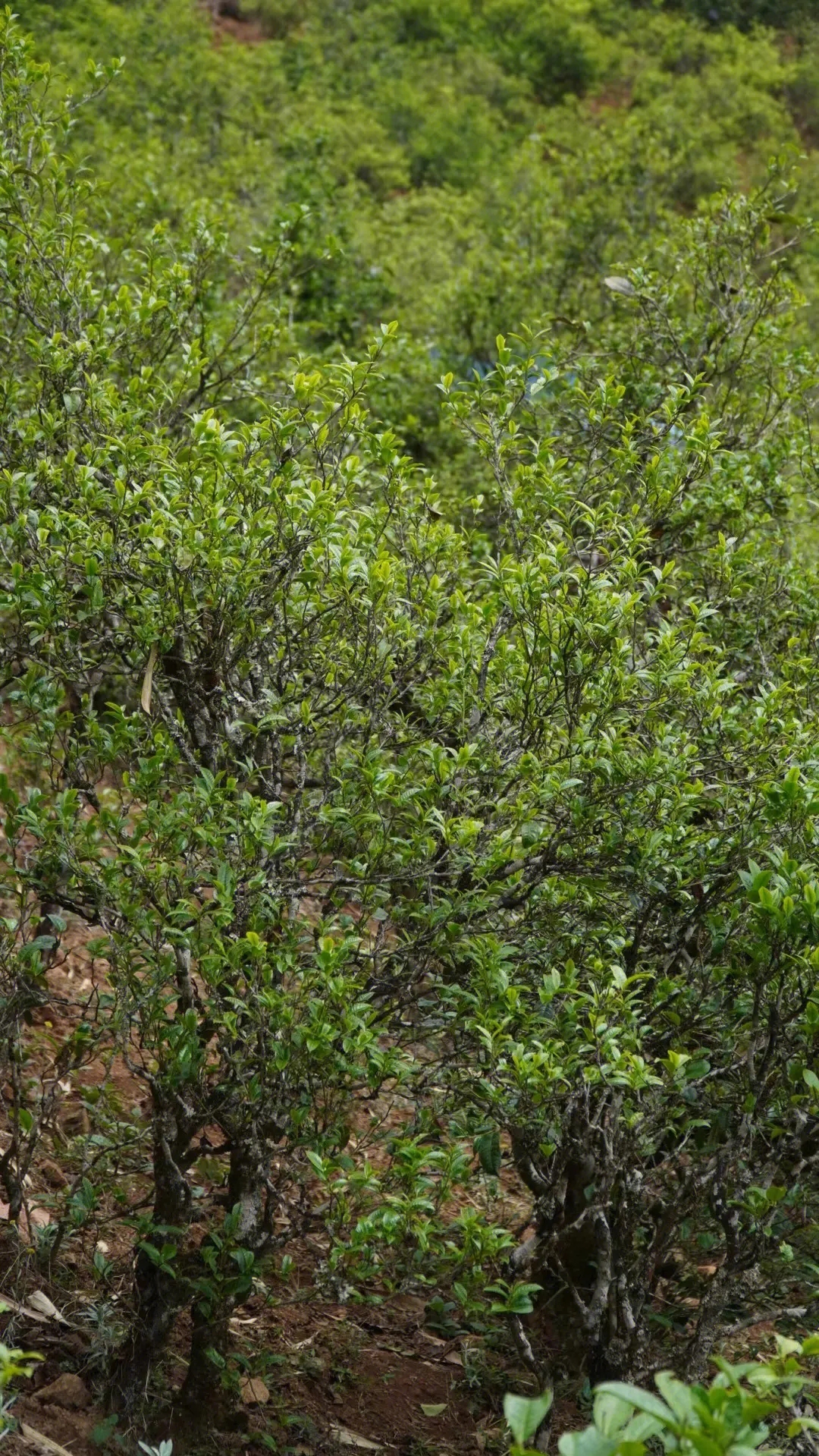 2023年壩糯古樹春茶特點(diǎn)是什么？