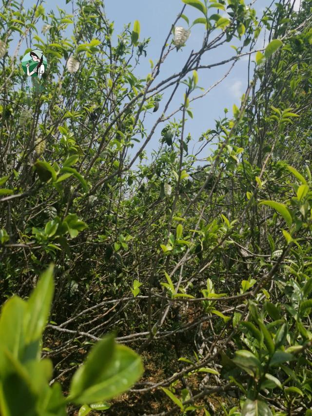 2023年壩糯古樹春茶價(jià)格是多少？