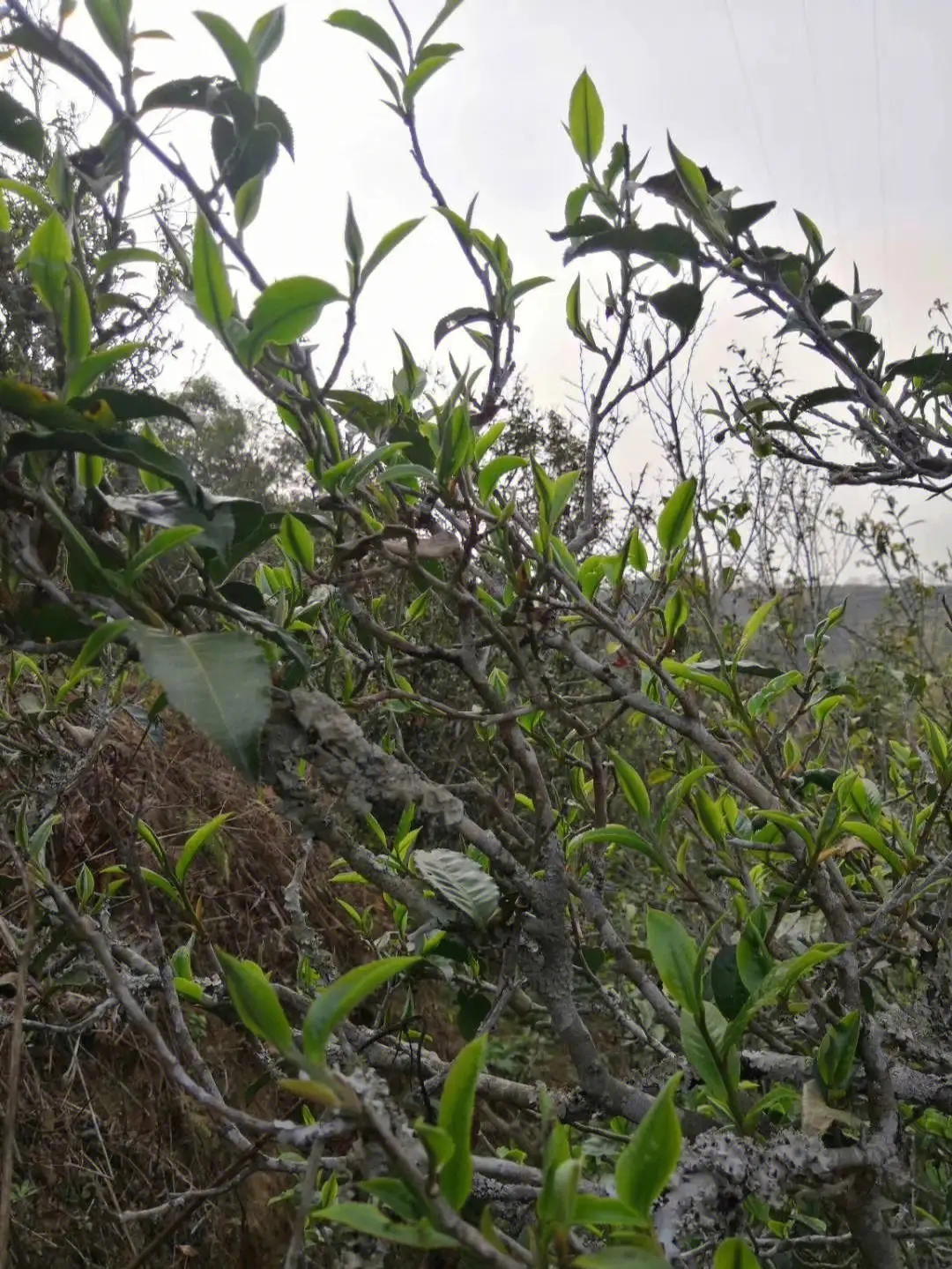 2023年壩糯古樹春茶多少一公斤？