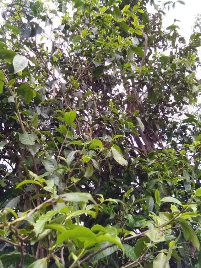 2023年那蕉古樹春茶口感怎么樣？