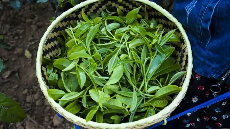 2023年那蕉古樹春茶特點(diǎn)是什么？