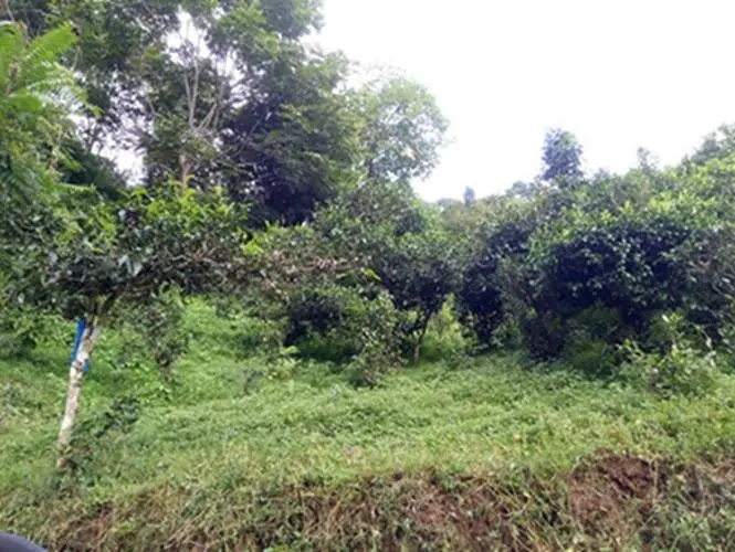 2023年南迫古樹(shù)春茶品質(zhì)怎么樣？