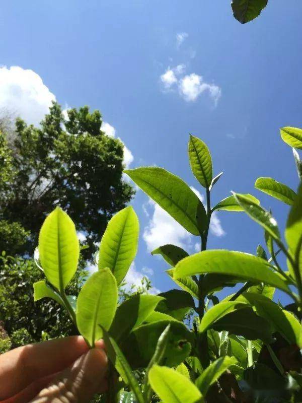 2023年南迫古樹(shù)春茶價(jià)格是多少？