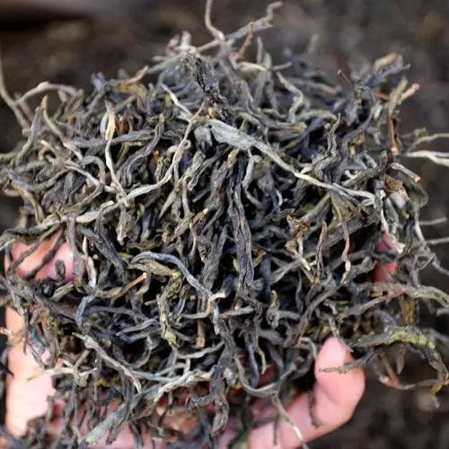 2023年地界古樹春茶品質(zhì)如何？