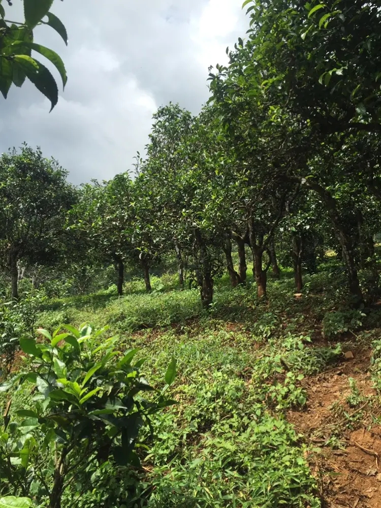 2023年地界古樹春茶特點是什么？