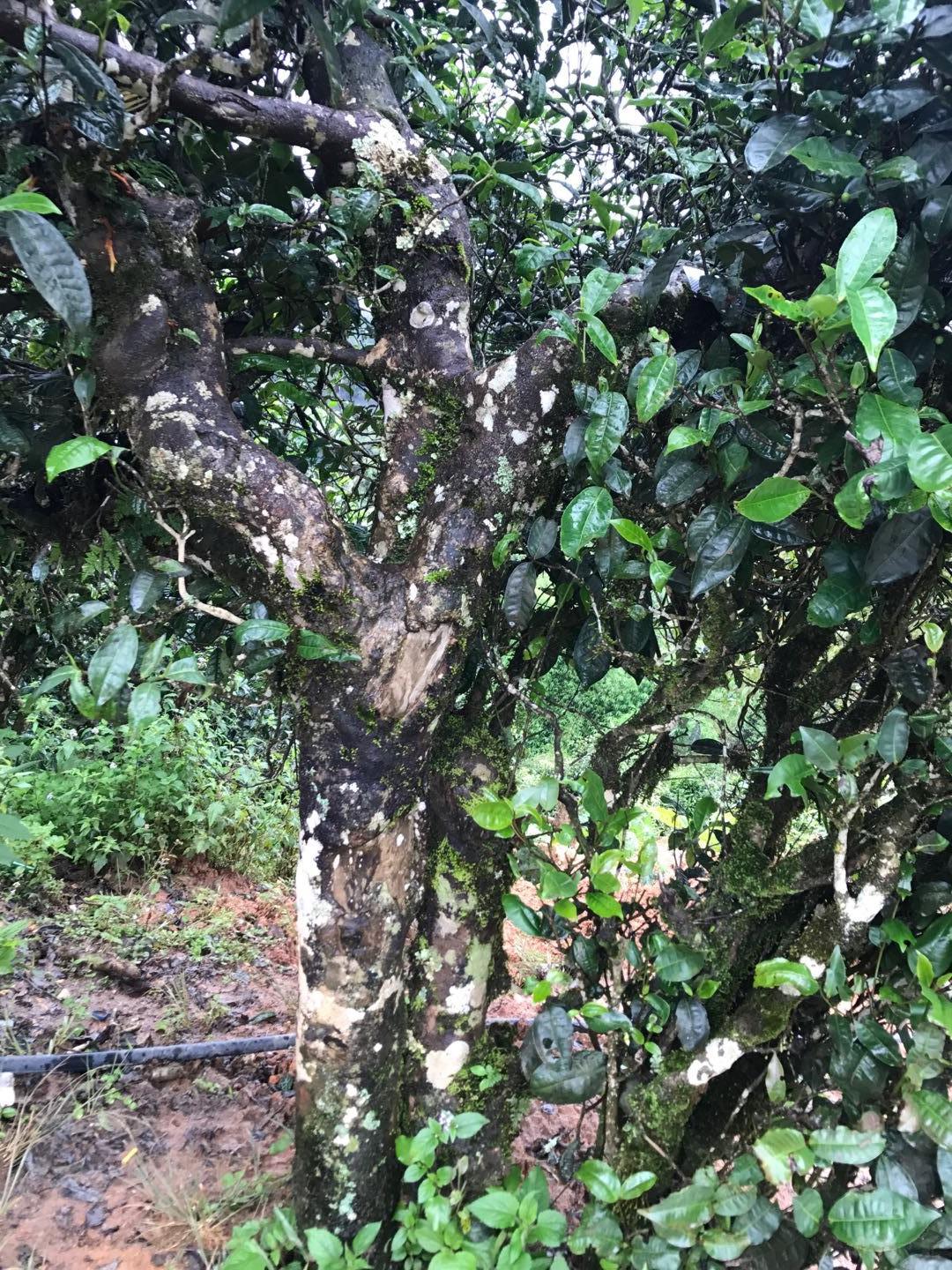 2023年地界古樹春茶價格是多少？