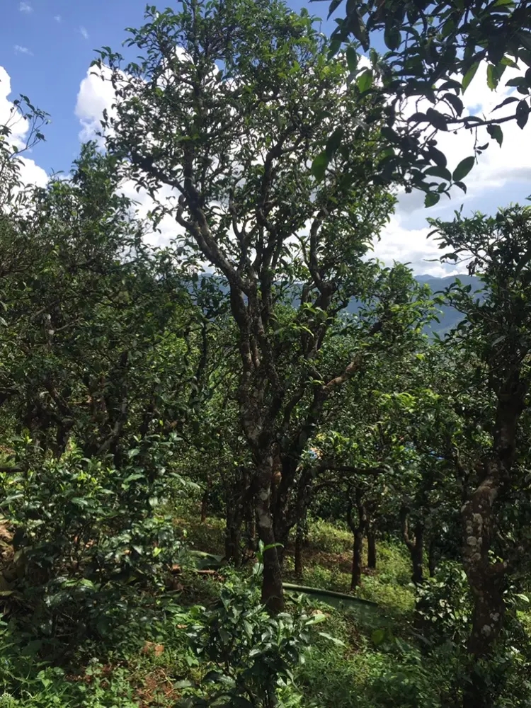 2023年地界古樹春茶多少錢一公斤？