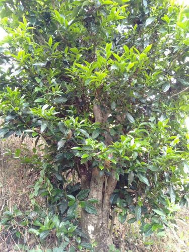 2023年壩歪古樹春茶口感怎么樣？