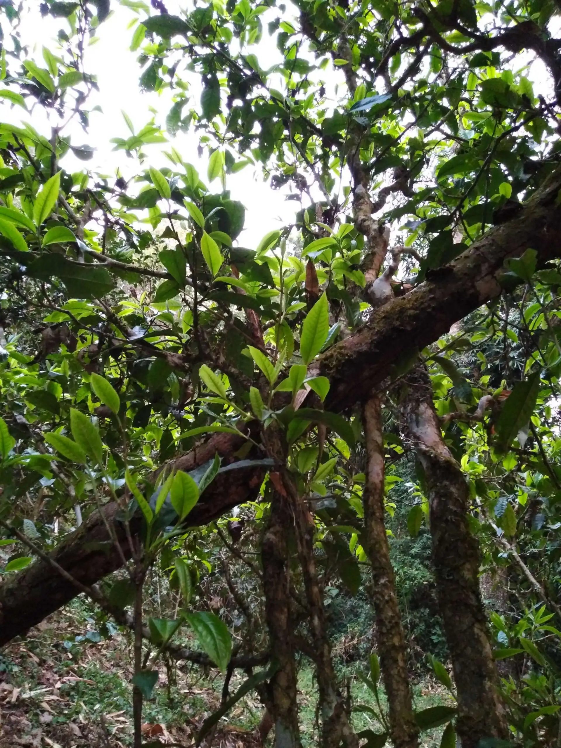 2023年糯伍古樹春茶品質(zhì)如何？