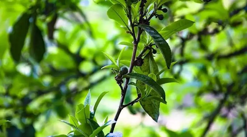 2023糯伍古樹春茶價格是多少？