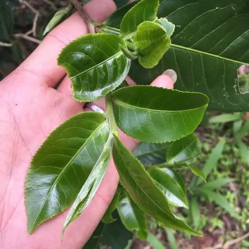 2023年薄荷塘古樹春茶口感如何？