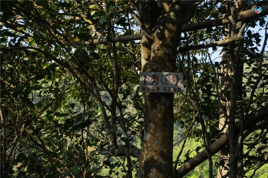 2023年薄荷塘古樹春茶價格是多少？