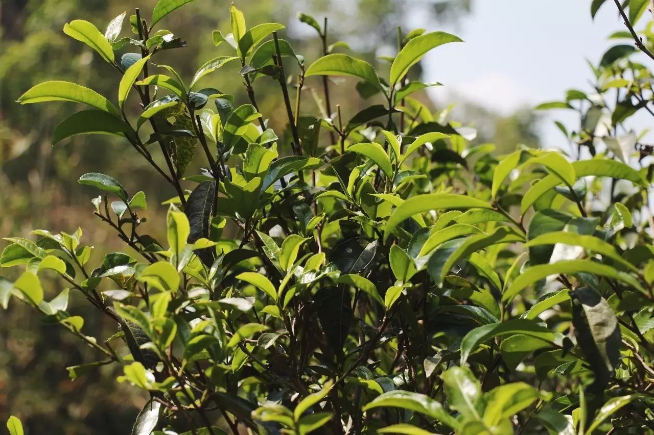 2023年彎弓古樹春茶品質(zhì)如何？