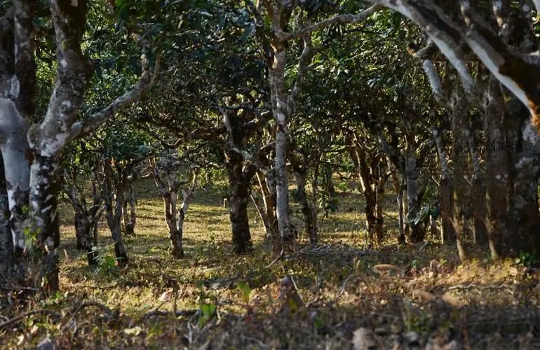 2023年彎弓古樹春茶特點是什么？