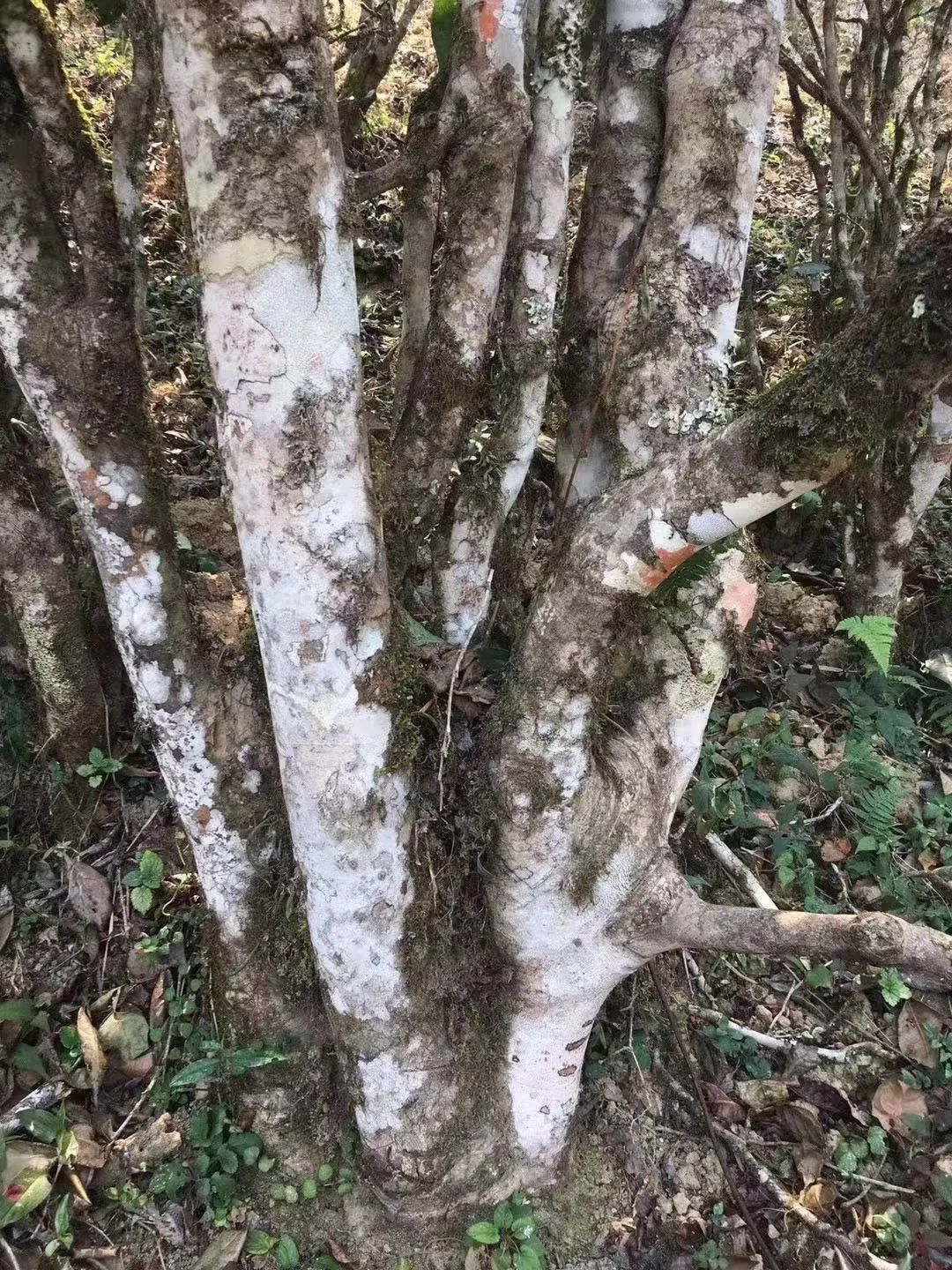 2023年彎弓古樹春茶口感如何？