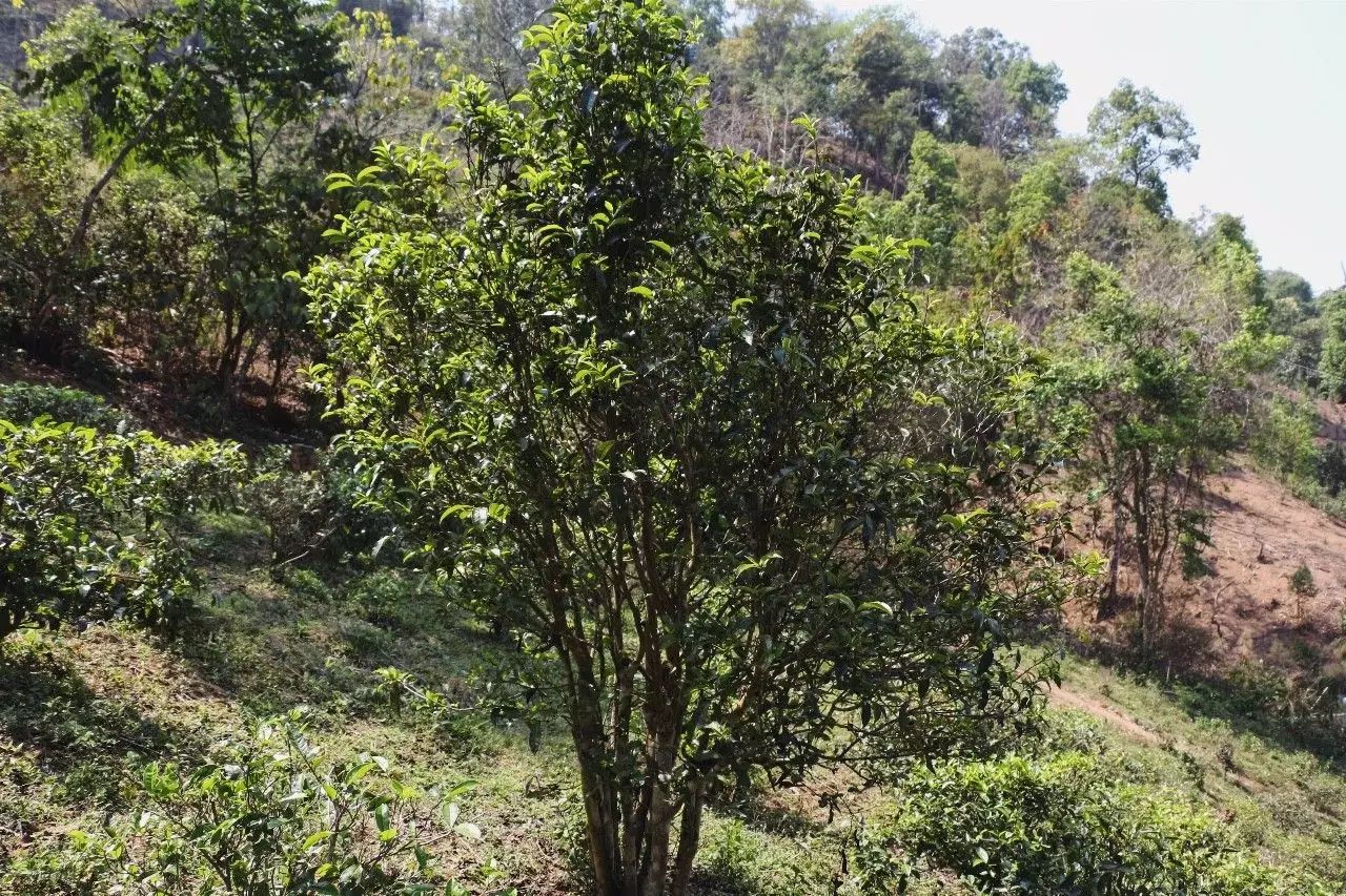 2023年彎弓古樹(shù)春茶價(jià)格是多少？