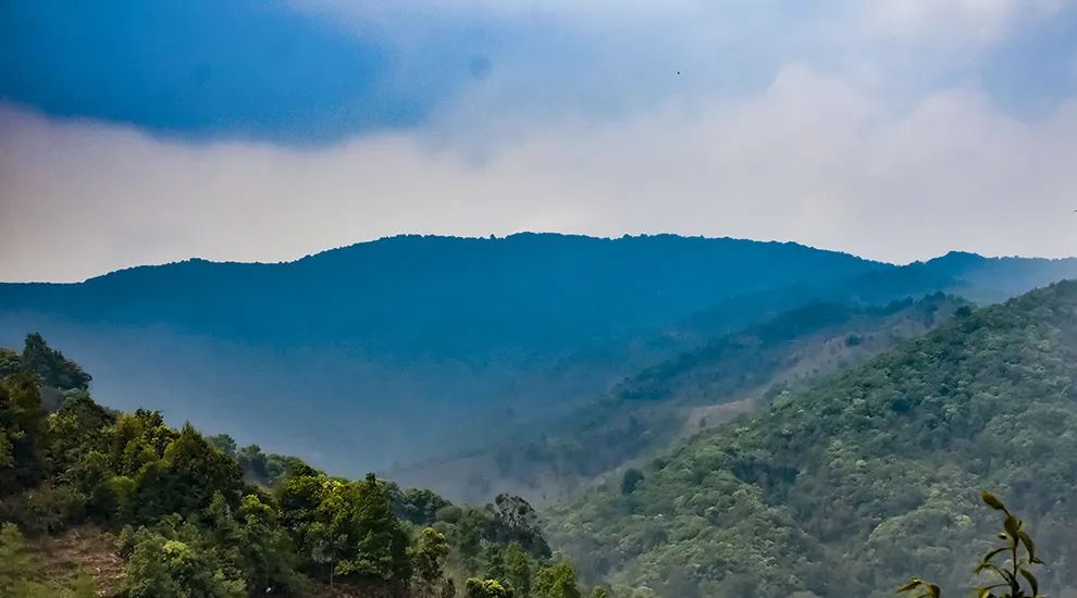 2023年勐庫大忠山古樹春茶品質(zhì)怎么樣？