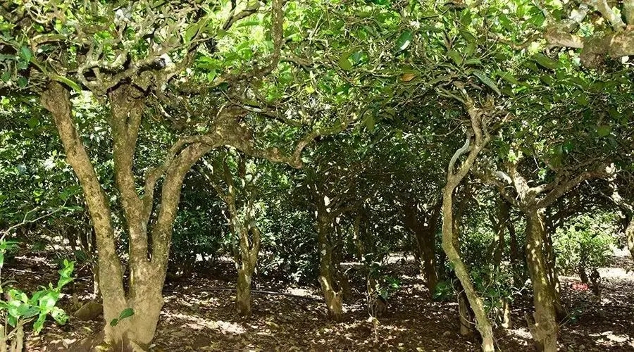 2023年勐庫大忠山古樹春茶多少錢一公斤？