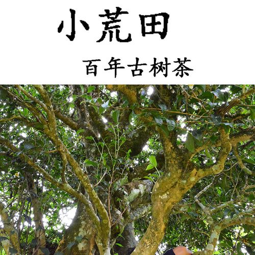 2023年勐庫小荒田古樹春茶特點？