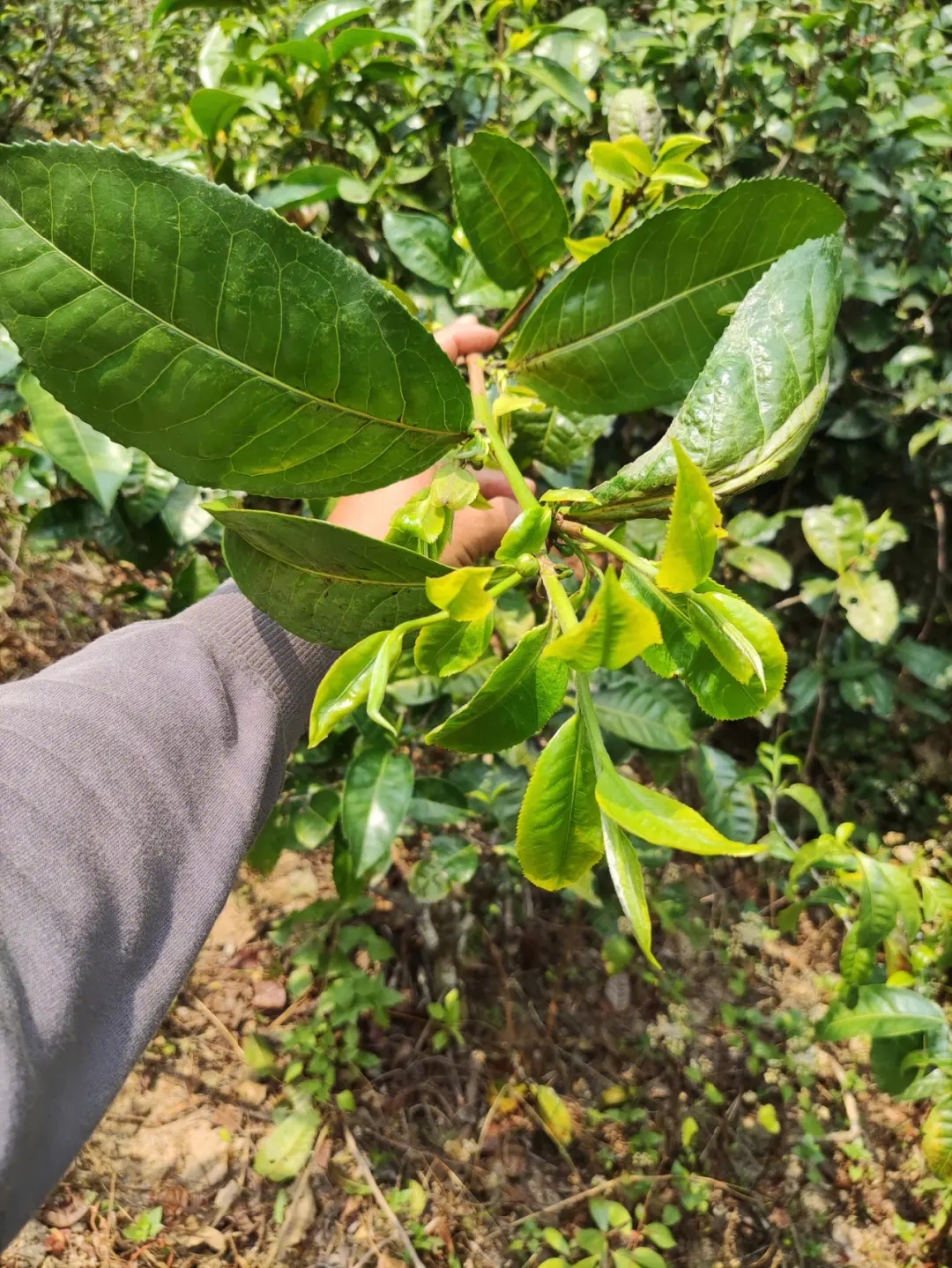 2023年勐庫小荒田古樹春茶品質(zhì)如何？