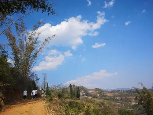 2023年勐庫豆腐寨古樹春茶特點是什么？