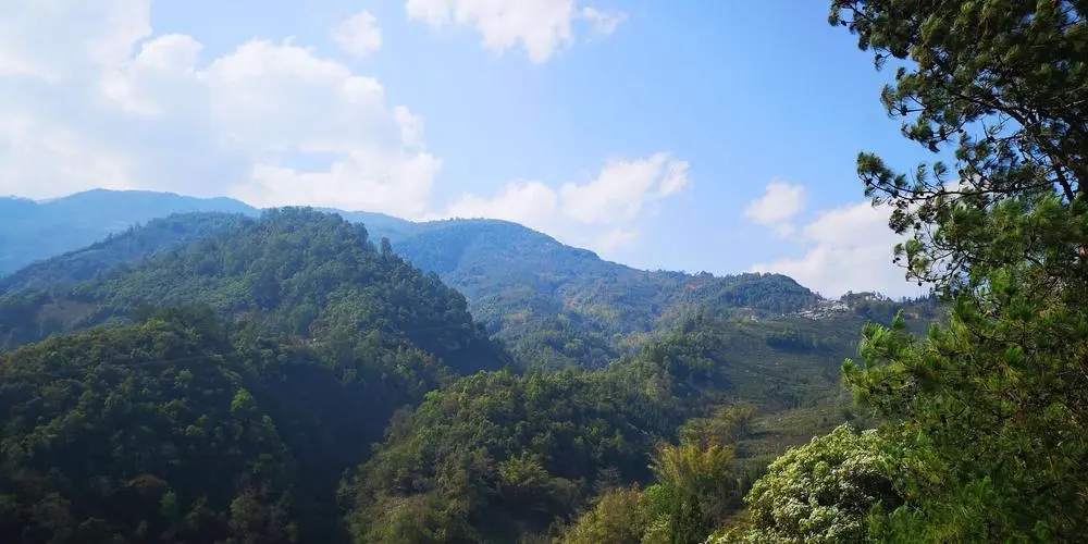 2023年勐庫豆腐寨古樹春茶品質(zhì)如何？