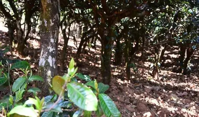 2023年勐庫豆腐寨古樹春茶價(jià)格是多少？