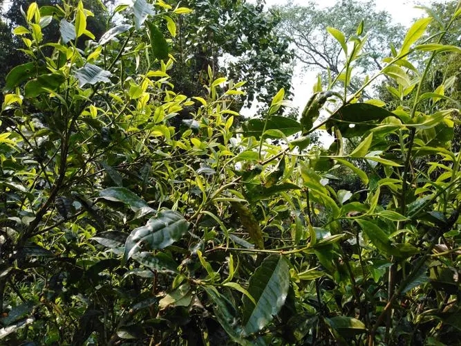 2023年勐庫河邊寨古樹特點(diǎn)是什么？