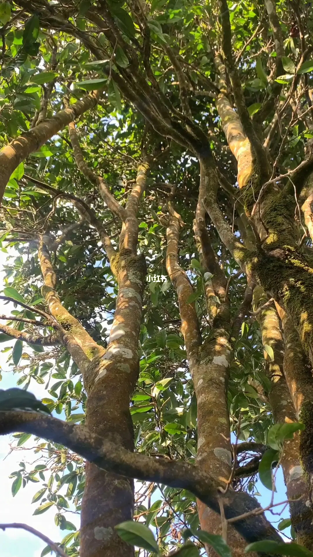 2023年勐庫河邊寨古樹春茶品質(zhì)如何？