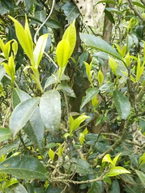 2023年勐庫河邊寨古樹春茶多少一公斤？