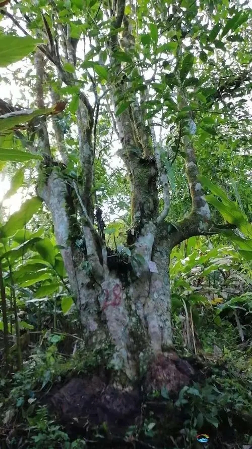 2023年麻栗坡古樹春茶品質(zhì)如何？