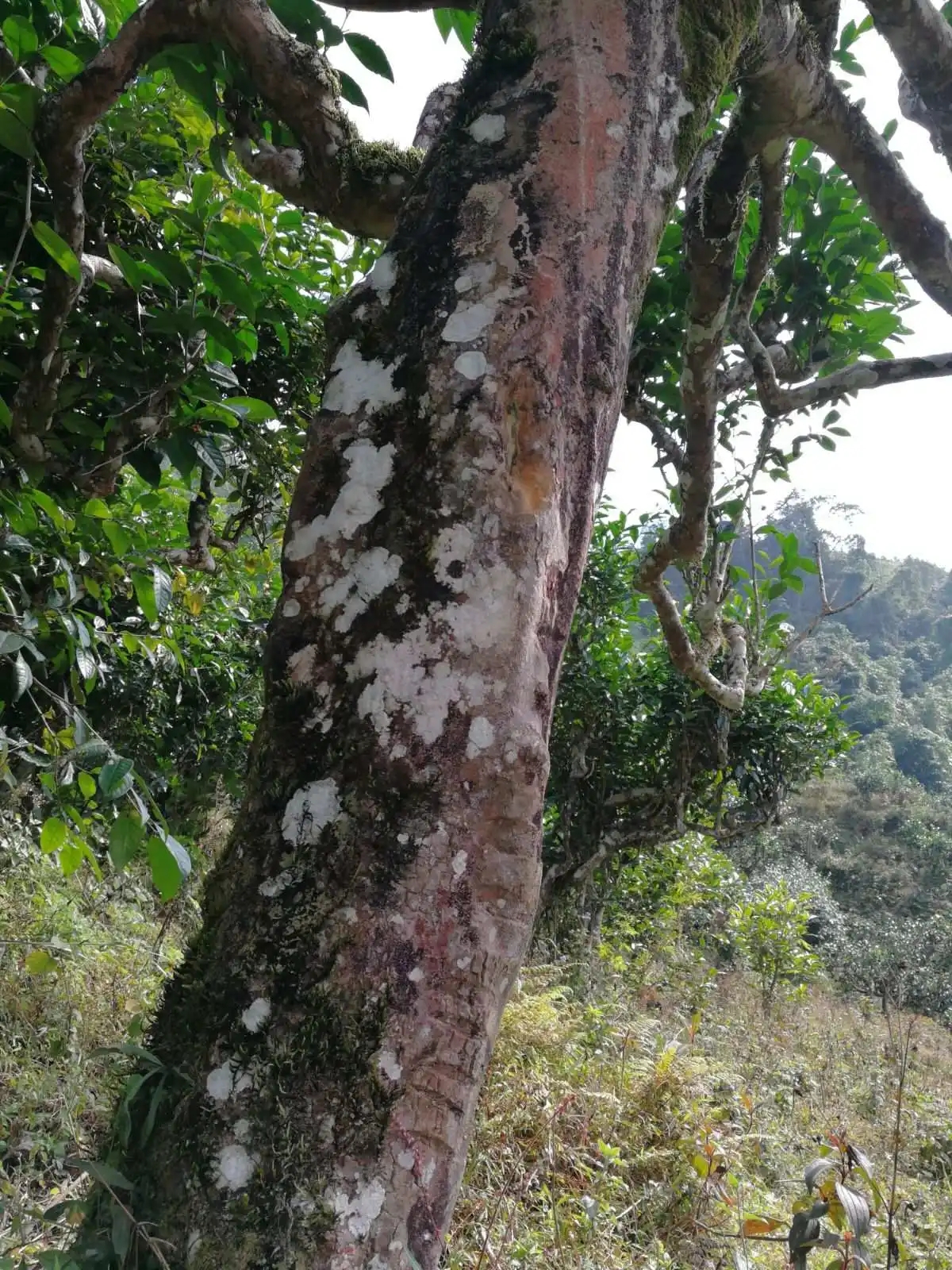 2023年麻栗坡古樹春茶特點(diǎn)是什么？